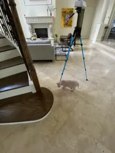 A cat walking down the stairs of a house