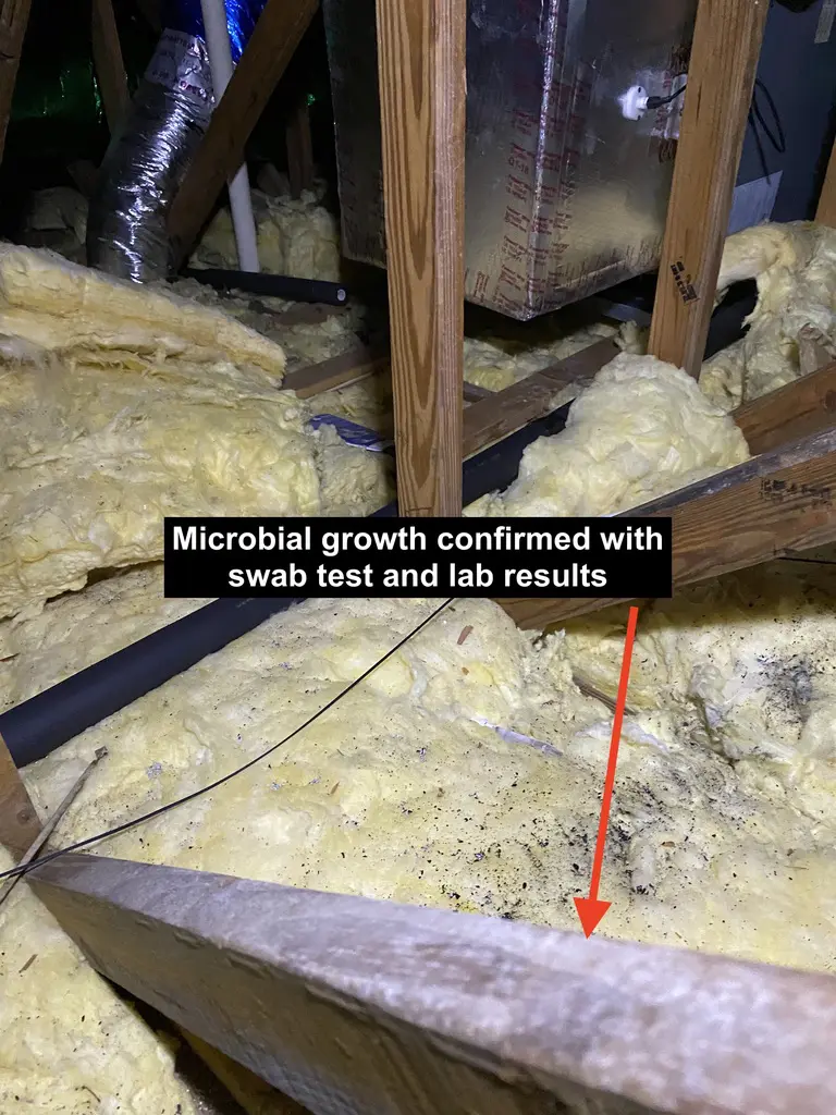 A picture of the inside of an attic with microfibe growth.