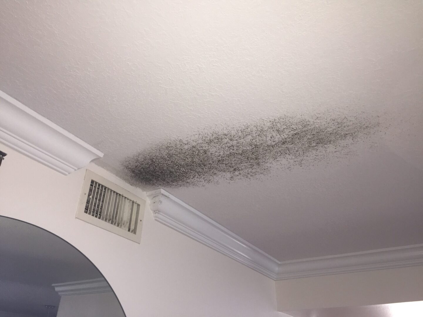 An image of mold discovered during a mold inspection in Jupiter, FL